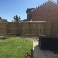 Feather edge fencing going behind palm tree