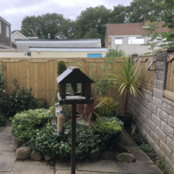 Tongue and groove fencing behind bushes